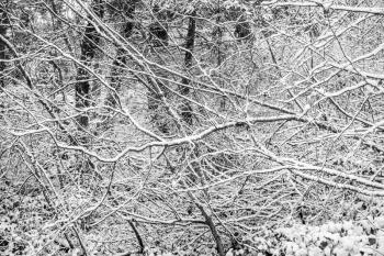 An abstract shot of snow-covered branches in the Pacific Northwest.
