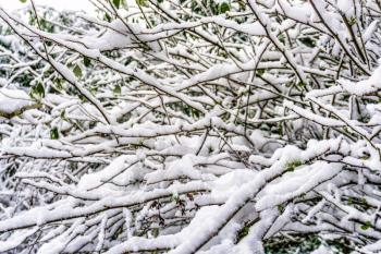 A background shot of snow clinging to tangled branches.
