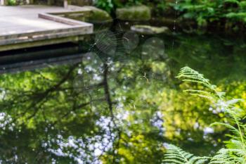 A spider web near a pond at the Seattle Arboretum.