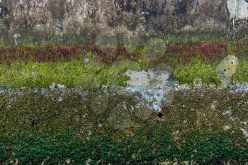Various types of plants life grow on this seawall at low tide. Background or texture.
