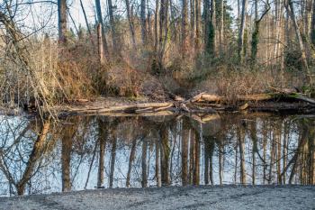 Trees in the Spring are reflected in a pool of water near Seattle, Washington.
