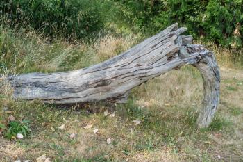 An interesting log curls over at Seward Park in Seattle, Washington.