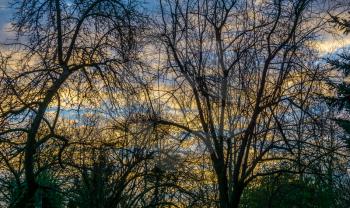 A silhouette view of havenly sky with bare tree branches.