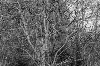 Background shot of tangled tree branches. Black and white image.