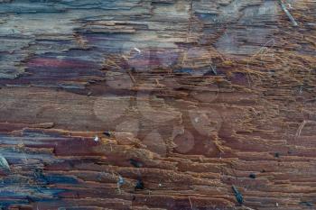 A closeup shot of a wet log on shore at Normandy Park, Washington.