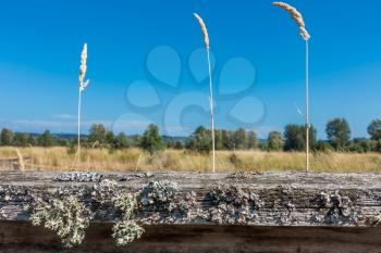 Closeup shot of a old wooden fence with dry grass shooting up.