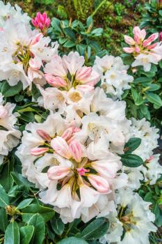 A macro shot of white and pink Rhododendron blossoms. Background or texture.