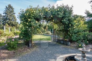 Yellow blooming Roses grow on an arbor in Seatac, Washington.