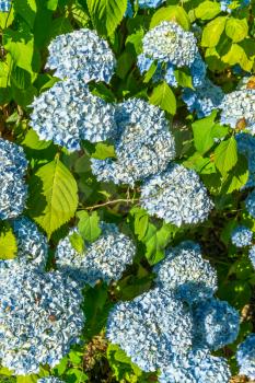 A background shot of blue Hydrangea blossoms.