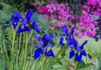 A closeup shot of dark blue Iris flowers.