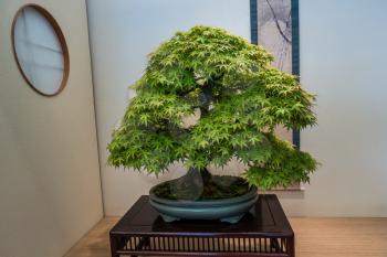 A view of a green Bonsai tree in a planter.
