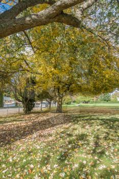 Autumn leaves turn yellow in Lake Burien School Park in Burien, Washington.