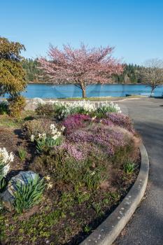 A view of a blooming Cherry tree and garden on the shore of Lake Washington.