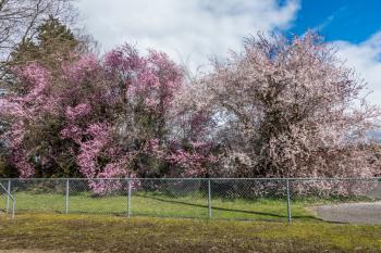 Cherry trees bloom in Spring in Seatac, Washingoton.