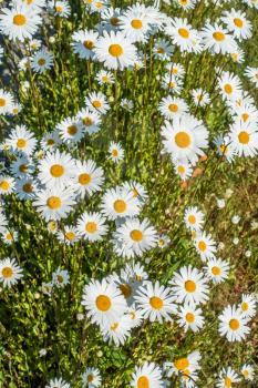 Background shot of white Daisy flowers.