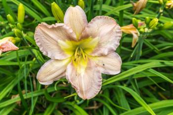 A closeup shot of a yellow and brown Daylily flower.