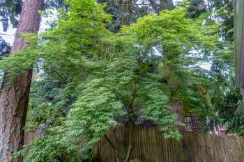 A view of an elegant Maple Tree in the back yard of a home in Burien, Washington.