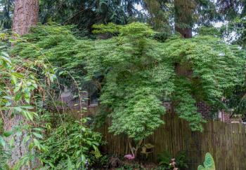A view of an elegant Maple Tree in the back yard of a home in Burien, Washington.