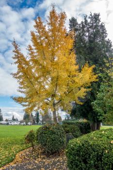 A view of a tree with brilliant yellow Autumn leaves.