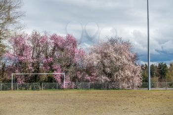 A view of a fence and Cherry trees in Seatac, Washington.
