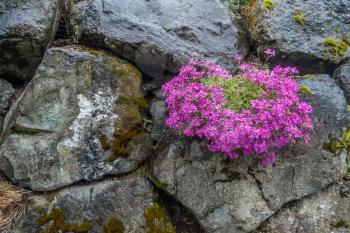Pink flowers bloom on a wall made of boulders.