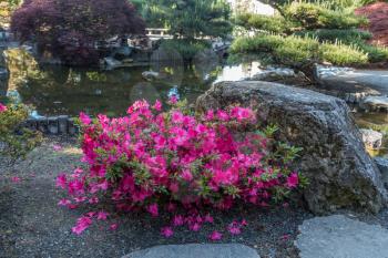 Pink Azalea flowers stand out at this Japanes Garden in Seatac, Washington.