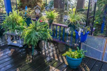 Healthy ferns adorn a front porch in Burien, Washington.