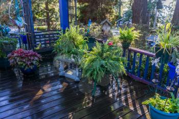 Healthy ferns adorn a front porch in Burien, Washington.