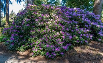 A view of a gaint purple Rhododendron flower bush in Federal Way, Washington.