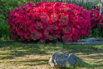 A view of a glorious red Azalea bush in full bloom.