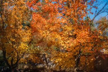 A tree in Burien, Washington radiates golded Autumn colors.