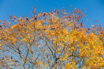 Golden Autumn leaves stand out against a blue sky in Bellevue, Washington.