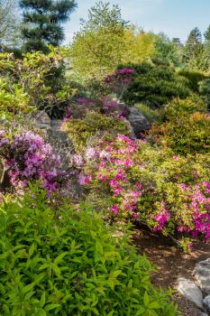 A veiw of blooming flowers at a Japanese garden in Seatac, Washington.
