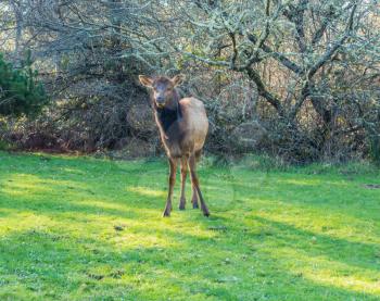 A Roosevelt Elk on a grass lawn in Cannon Beach, Oregon.
