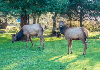 Two Roosevelt Elk on a grass lawn in Cannon Beach, Oregon.