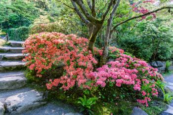 A veiw of blooming Azalea blossoms and rock steps at a Seattle garden.