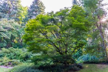 A view of a Japanese Maple tree at the Seattle Arboretum