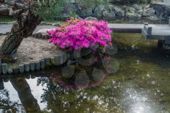 A view of a Japanese garden pond and walking bridge in Seatac, Washington.