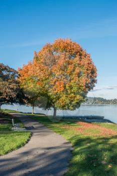 Autumn leaves turn to orange on a tree by Lake Washington near Seattle.