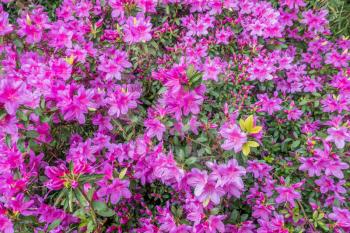 Magenta Azaleas burst with color. Background or texture.