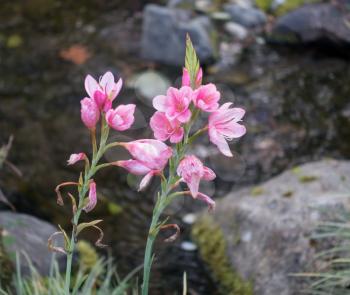 Closeup shot of a bunch of pink flowers in Seatac, Washington.