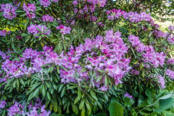 Background shot of brilliant pink Rhododendron flowers.