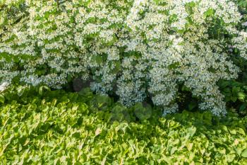 A background shot of white flowers and green plants.