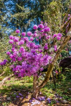 Brilliant purple Rhododendron blossoms are on display in the Pacific Northwest.
