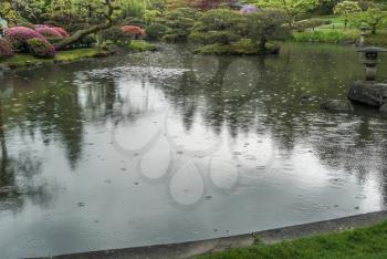 Raindrops hit the pond surface at a Seattle garden.
