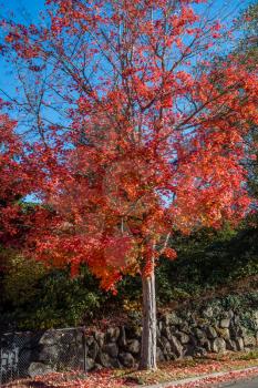 A view of a tree with red Autumn leaves on a street in Burien, Washington.