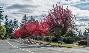 Tees explode with brilliant red color on a street in Des Moines, Washington.