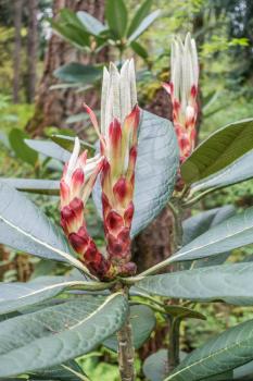 A macro shot of unopenend Rhododendron buds.