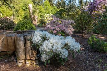 Landscape shot of white nd pink Rhododendron flowers.