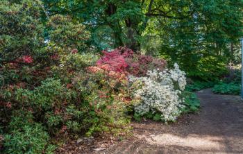 Landscape shot of white nd pink Rhododendron flowers.